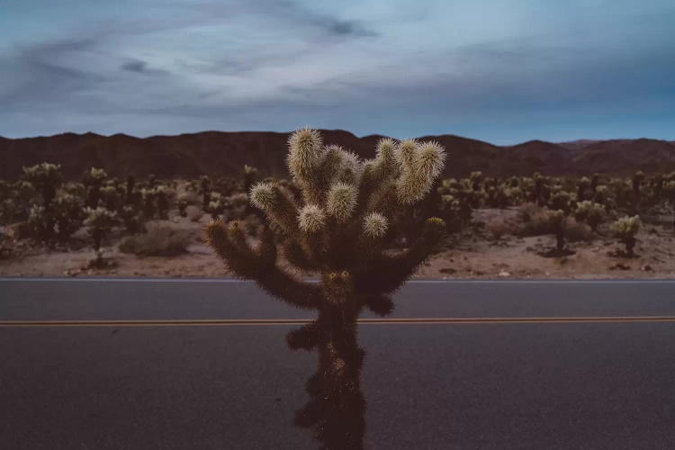 Cholla Cactus Garden XVI by Bethany Young wall art