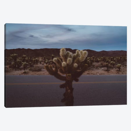 Cholla Cactus Garden XVI Canvas Print #BTY447} by Bethany Young Canvas Art