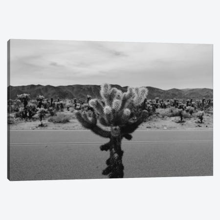 Cholla Cactus Garden XVII Canvas Print #BTY448} by Bethany Young Canvas Print