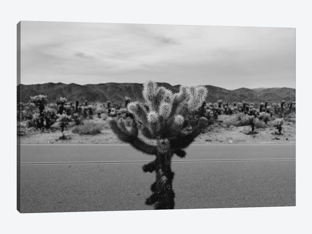 Cholla Cactus Garden XVII by Bethany Young 1-piece Canvas Art Print