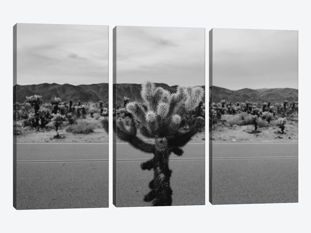 Cholla Cactus Garden XVII by Bethany Young 3-piece Art Print