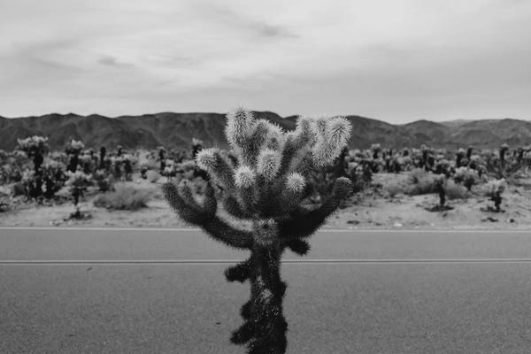 Joshua Tree National Park: Cholla Cactus Garden XVII by Bethany Young