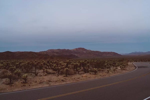 Joshua Tree National Park: Cholla Cactus Garden XVIII by Bethany Young