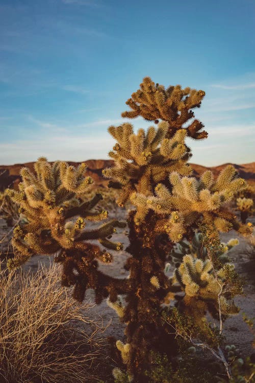 Cholla Cactus Garden