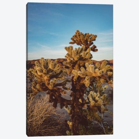 Cholla Cactus Garden Canvas Print #BTY450} by Bethany Young Canvas Art