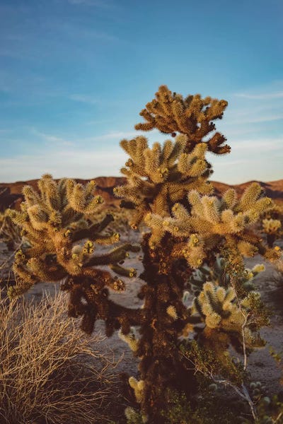 Joshua Tree National Park: Cholla Cactus Garden by Bethany Young