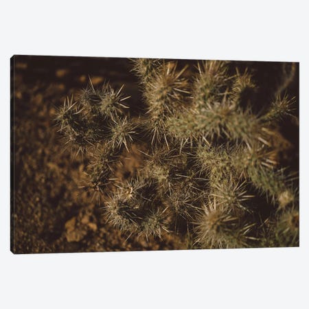 Joshua Tree Cactus Canvas Print #BTY451} by Bethany Young Canvas Wall Art