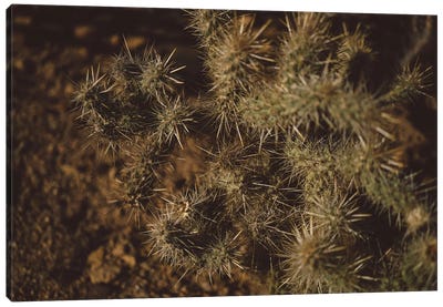 Joshua Tree Cactus Canvas Art Print - Joshua Tree National Park