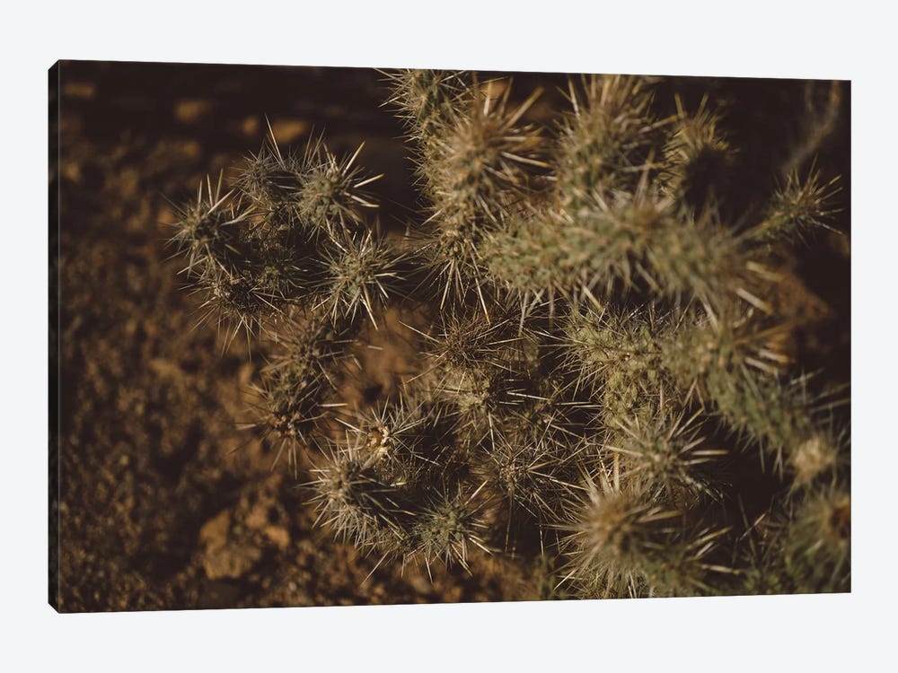 Joshua Tree Cactus by Bethany Young 1-piece Canvas Art Print
