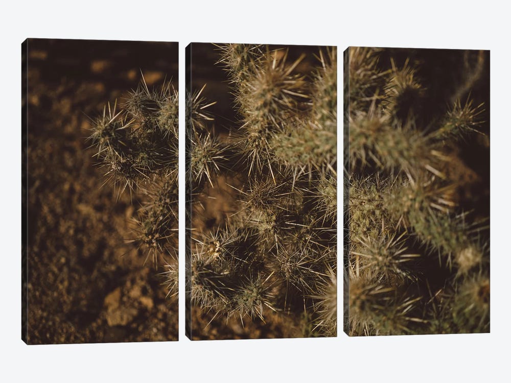 Joshua Tree Cactus by Bethany Young 3-piece Canvas Print
