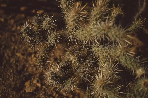 Joshua Tree National Park: Joshua Tree Cactus by Bethany Young