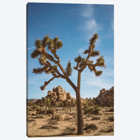 Joshua Tree National Park II Canvas Print #BTY452} by Bethany Young Canvas Artwork
