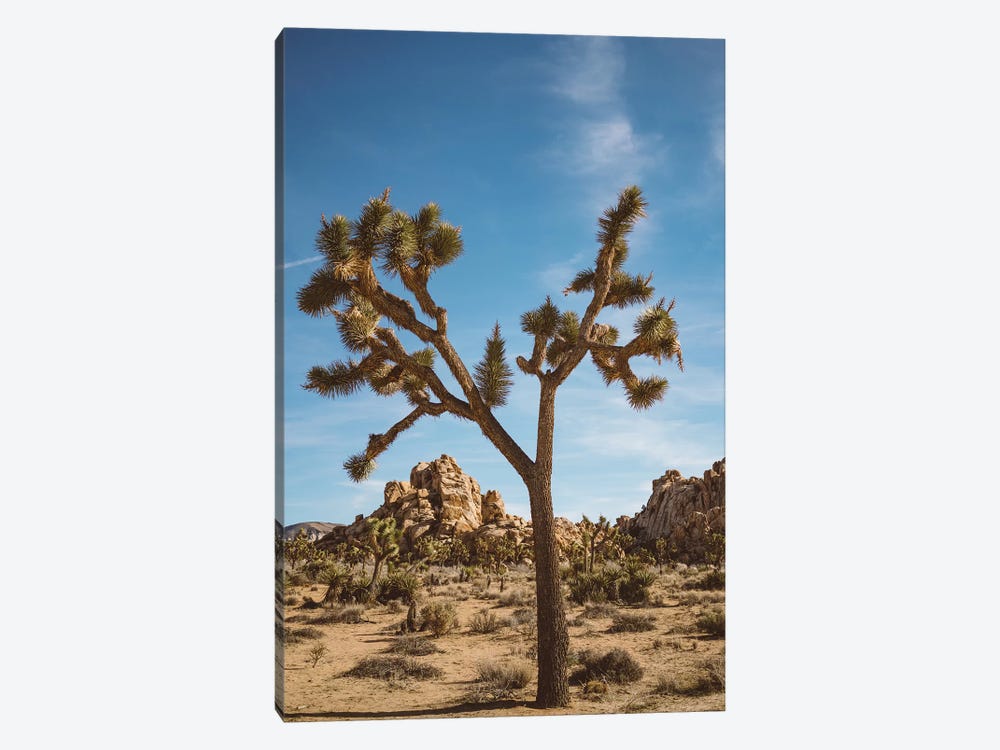 Joshua Tree National Park II by Bethany Young 1-piece Canvas Art