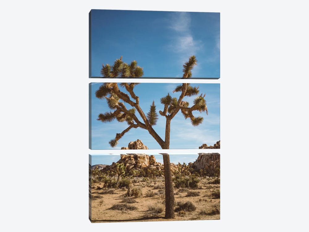 Joshua Tree National Park II by Bethany Young 3-piece Canvas Artwork