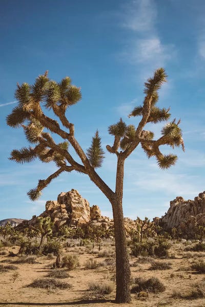 Joshua Tree National Park: Joshua Tree National Park II by Bethany Young