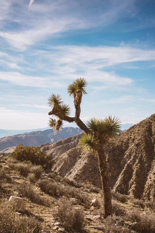 Joshua Tree National Park V