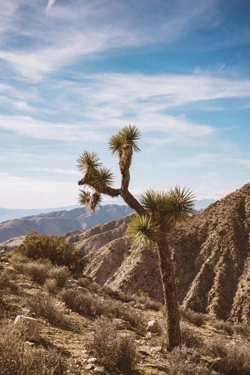 Joshua Tree National Park V by Bethany Young wall art