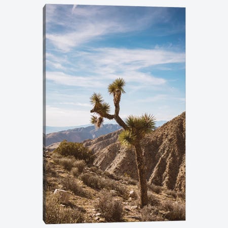 Joshua Tree National Park V Canvas Print #BTY453} by Bethany Young Canvas Artwork
