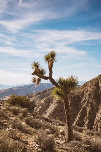 Joshua Tree National Park: Joshua Tree National Park V by Bethany Young