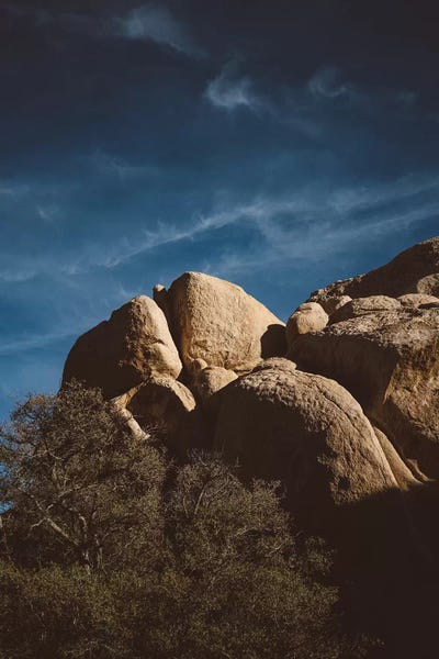 Succulents: Joshua Tree National Park XIII by Bethany Young