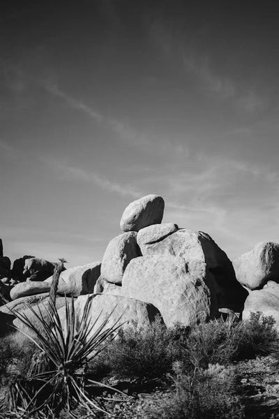 Cacti: Joshua Tree National Park XIV by Bethany Young