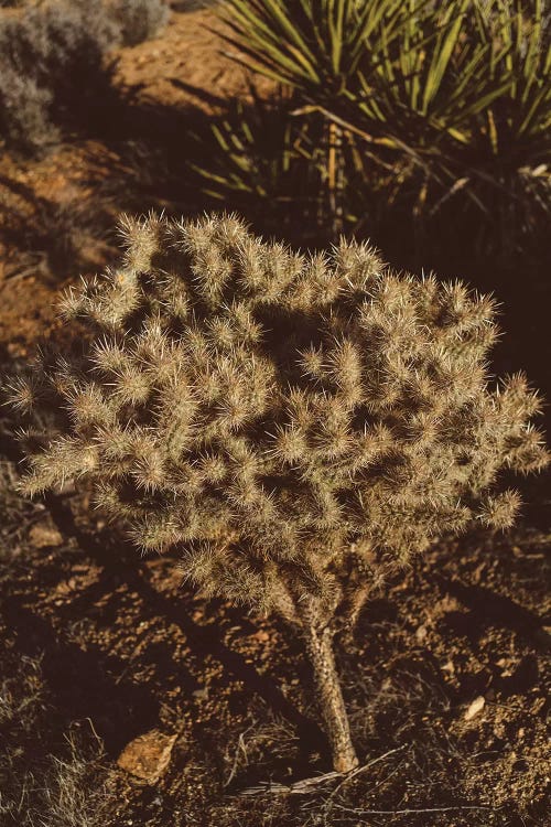 Joshua Tree National Park XIX