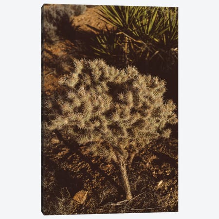 Joshua Tree National Park XIX Canvas Print #BTY456} by Bethany Young Canvas Print