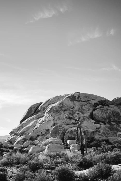 Joshua Tree National Park XV