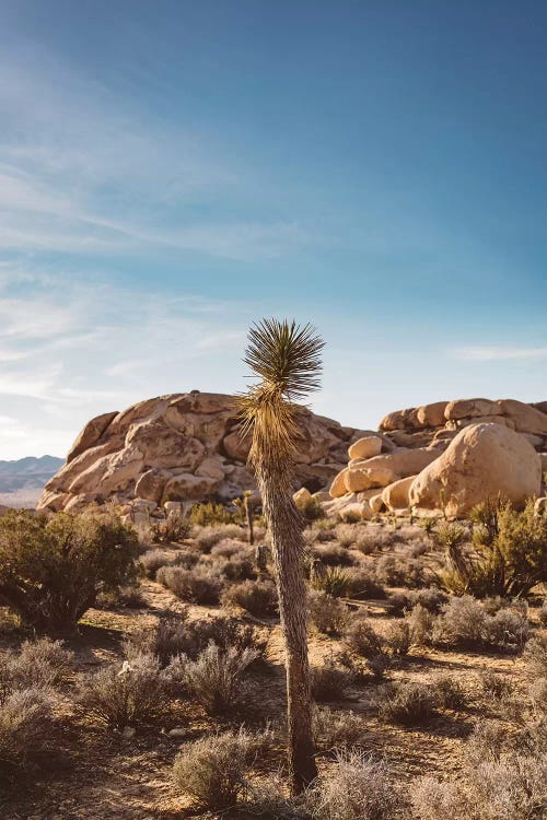 Joshua Tree National Park XVII