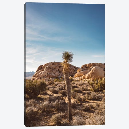 Joshua Tree National Park XVII Canvas Print #BTY458} by Bethany Young Canvas Wall Art