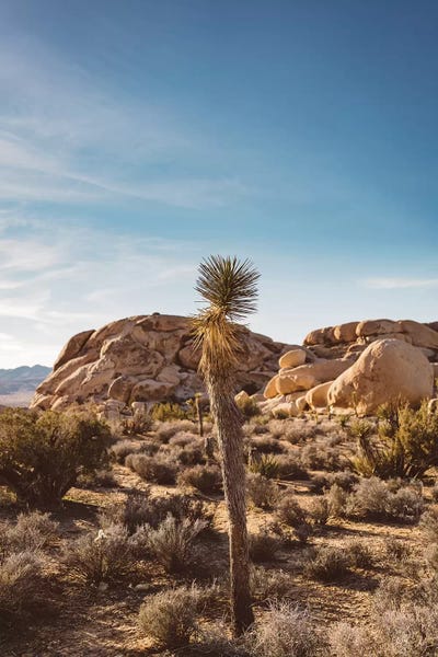 Joshua Tree National Park: Joshua Tree National Park XVII by Bethany Young
