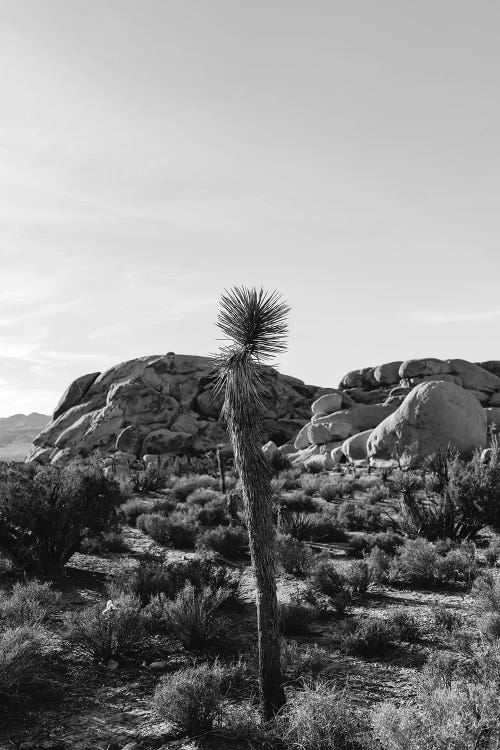 Joshua Tree National Park XVIII