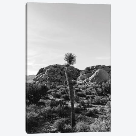 Joshua Tree National Park XVIII Canvas Print #BTY459} by Bethany Young Canvas Artwork