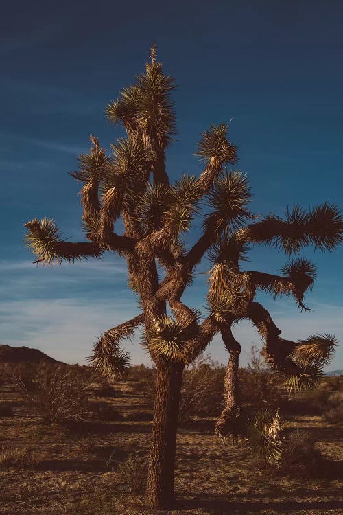 Joshua Tree National Park XX