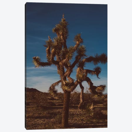 Joshua Tree National Park XX Canvas Print #BTY460} by Bethany Young Art Print