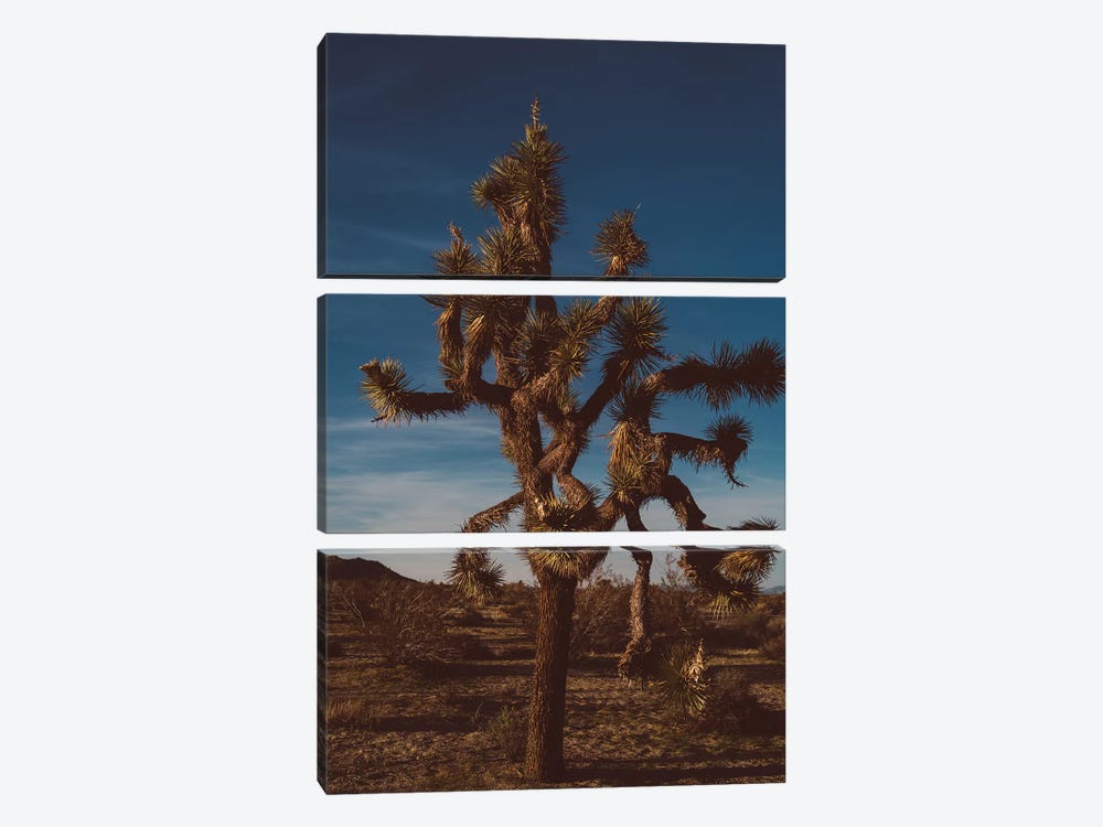 Joshua Tree National Park XX by Bethany Young 3-piece Canvas Print