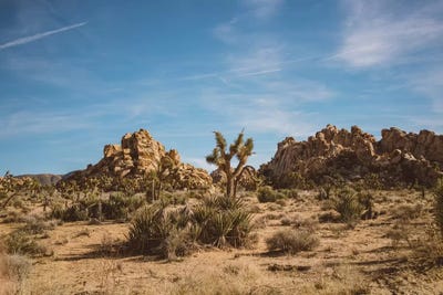 Joshua Tree National Park XXVI Canva - Canvas Wall Art | Bethany Young