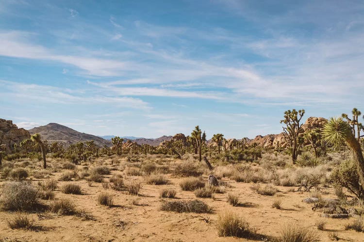 Joshua Tree National Park XXIV