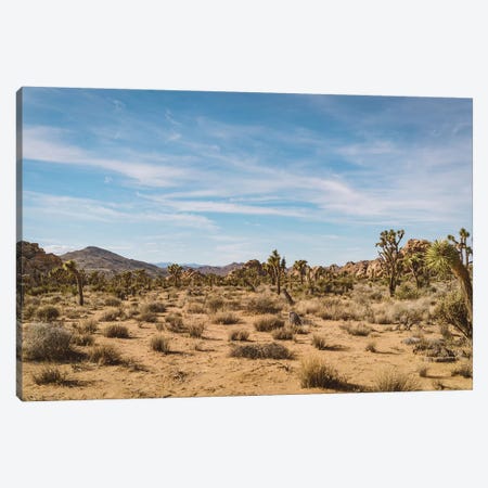 Joshua Tree National Park XXIV Canvas Print #BTY462} by Bethany Young Canvas Art Print