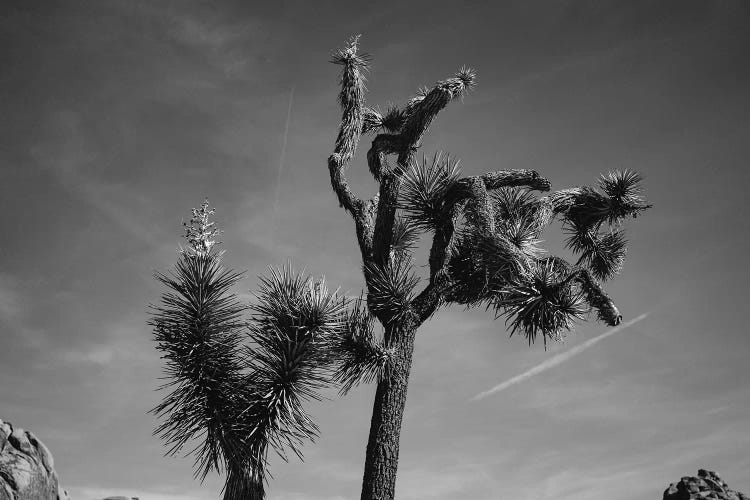 Joshua Tree National Park XXV