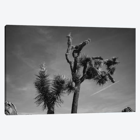 Joshua Tree National Park XXV Canvas Print #BTY464} by Bethany Young Canvas Wall Art