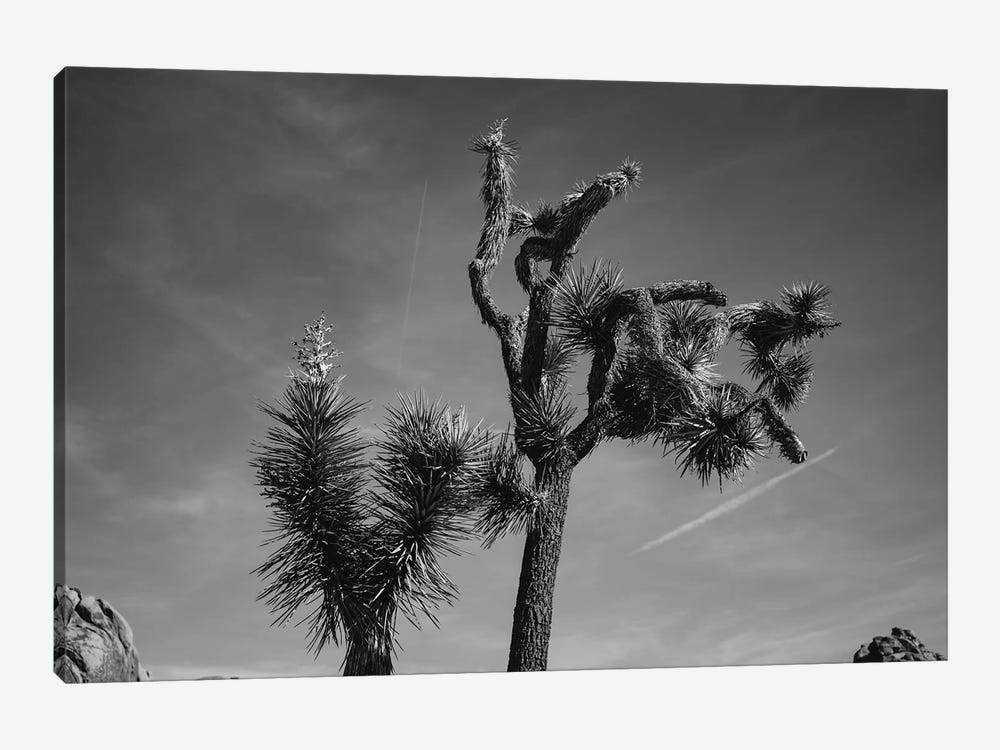 Joshua Tree National Park XXV by Bethany Young 1-piece Canvas Print
