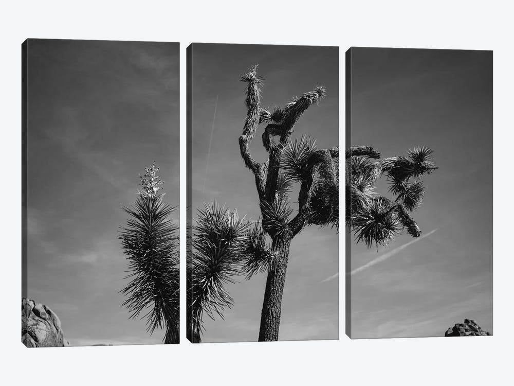 Joshua Tree National Park XXV by Bethany Young 3-piece Canvas Print