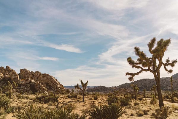 Succulents: Joshua Tree National Park XXVI by Bethany Young