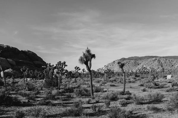 Joshua Tree National Park: Joshua Tree National Park XXXI by Bethany Young