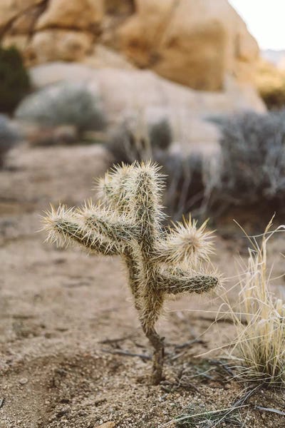 Joshua Tree National Park: Joshua Tree National Park XVI by Bethany Young