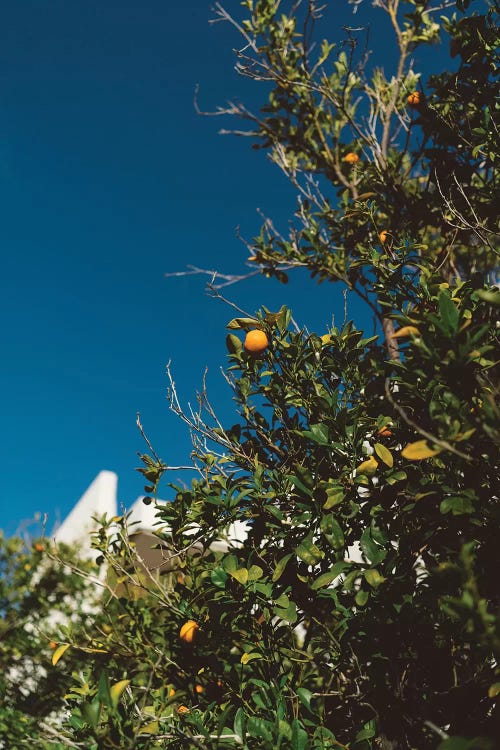 California Orange Tree