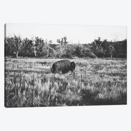 Lone Buffalo Canvas Print #BTY55} by Bethany Young Canvas Wall Art