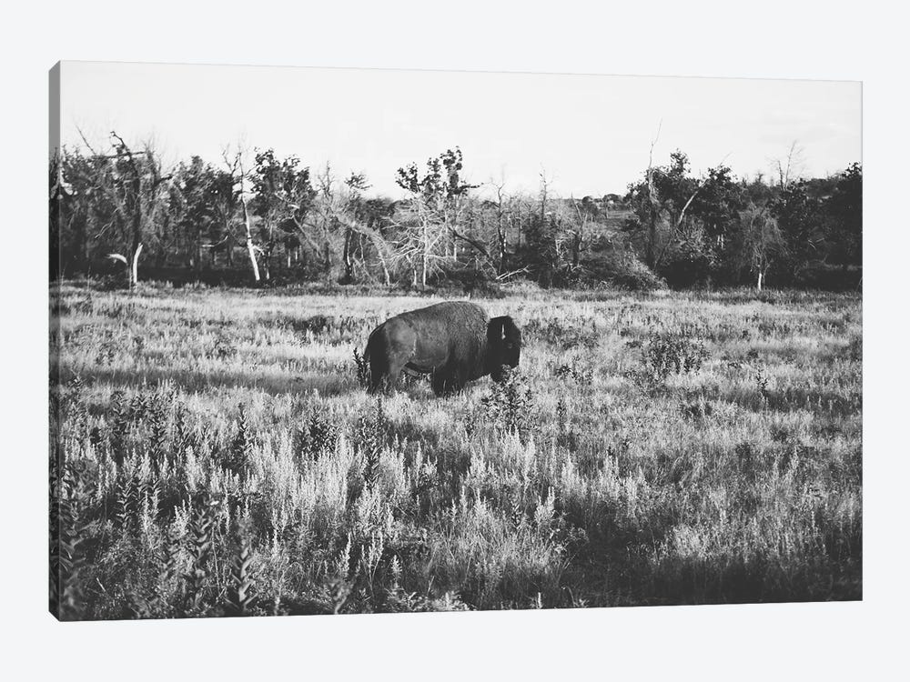 Lone Buffalo by Bethany Young 1-piece Art Print