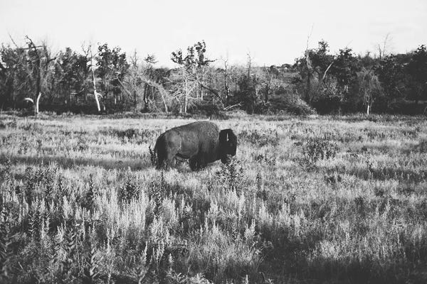 Bison & Buffaloes: Lone Buffalo by Bethany Young